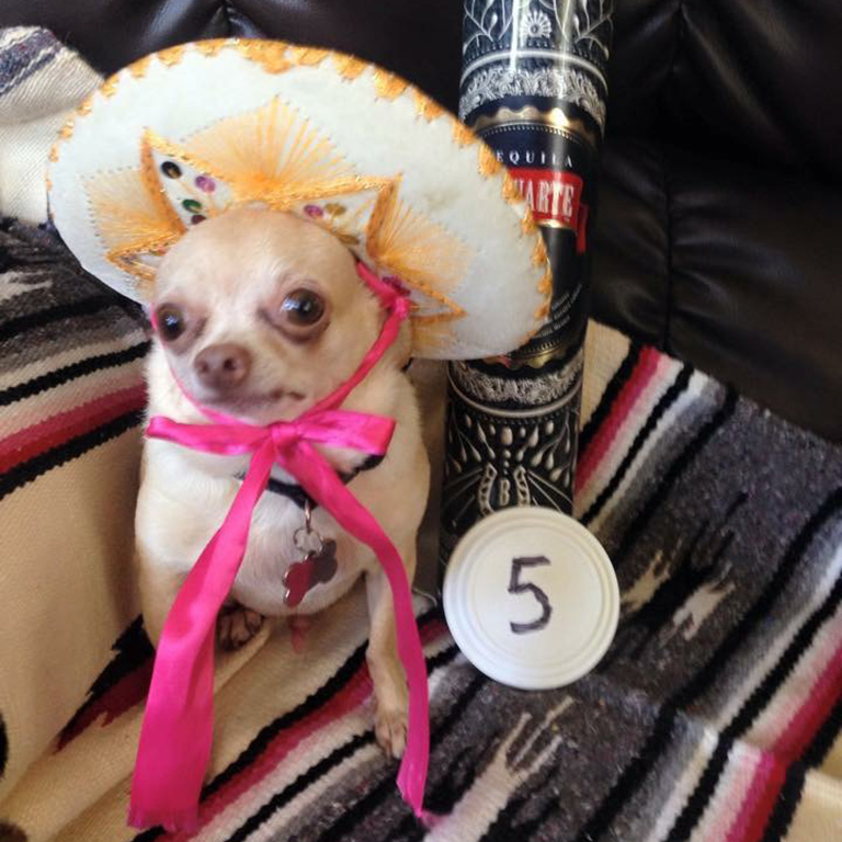 Photos 18 World S Ugliest Dog Contestants Wsb Tv Channel 2 Atlanta