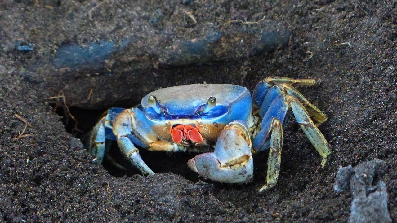 Watch Land crabs descend on South Florida city WPXI