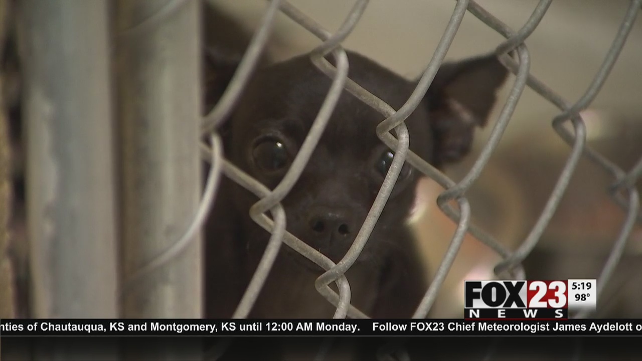 Tulsa Animal Welfare begins Open Selection, extended hours FOX23 News