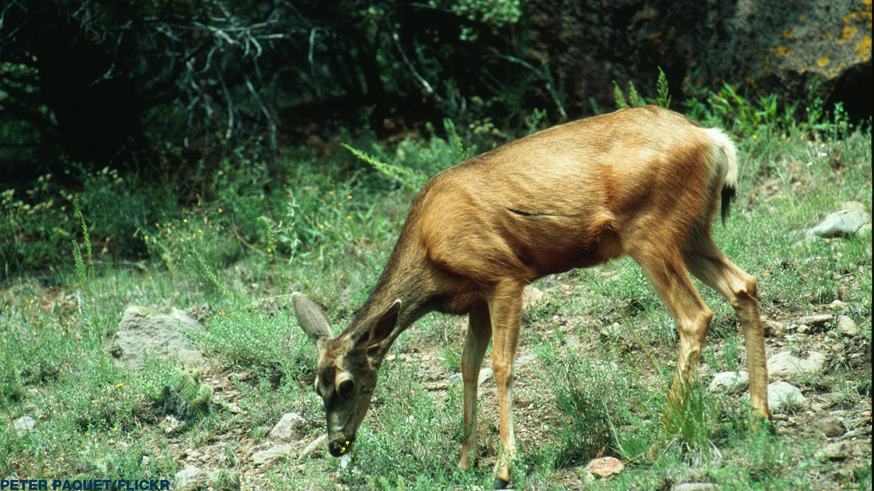 Kansas family's pet deer shot by game warden Boston 25 News(00)