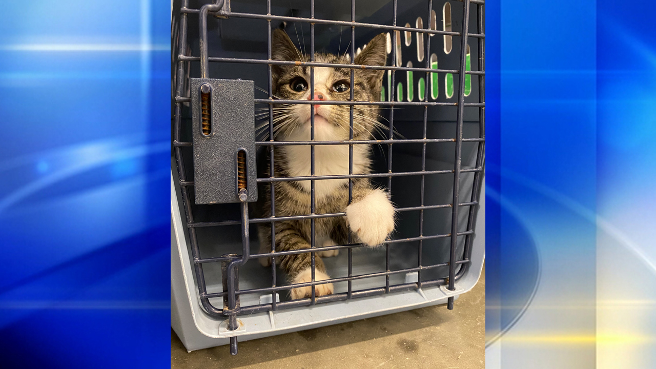 PHOTOS 19 cats and kittens rescued from White Oak home WPXI