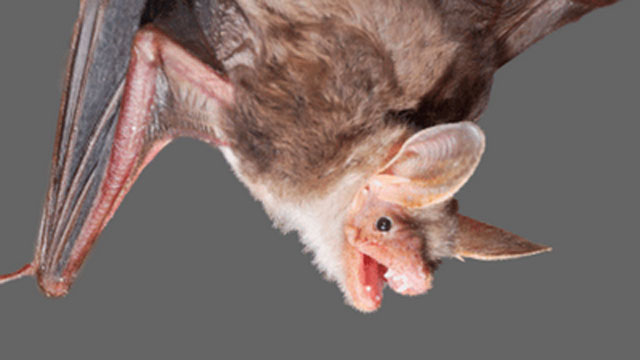 Rabid bat bites person at Walmart – Boston 25 News