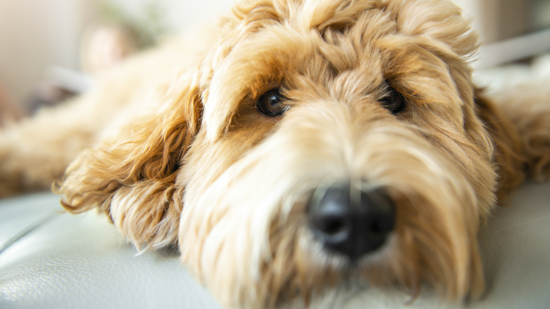 Sapulpa Animal Shelter looking to increase adoptions FOX23 News