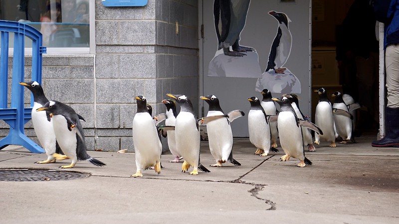 PHOTOS: Annual Penguins on Parade tradition kicks off at Pittsburgh Zoo