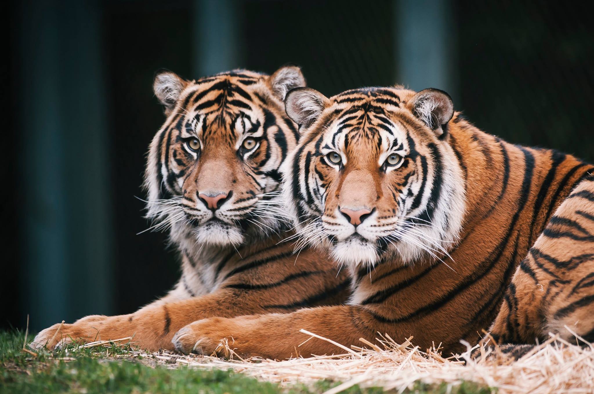 Tiger 'brothers' to separate, together since orphaned as cubs KIRO 7