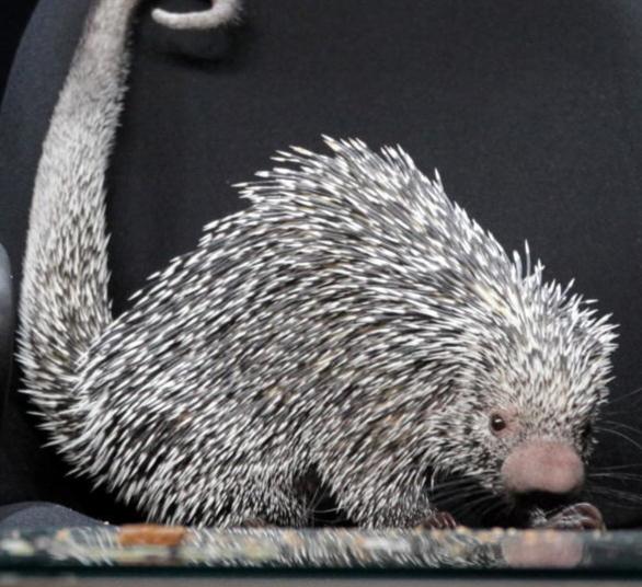 Dog found quilled by porcupine reunited with family WSOC TV