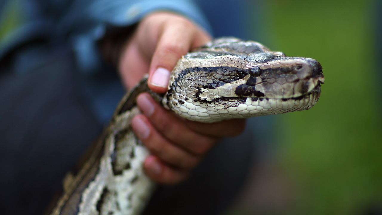 Florida python hunt pays minimum wage plus bonuses – WPXI