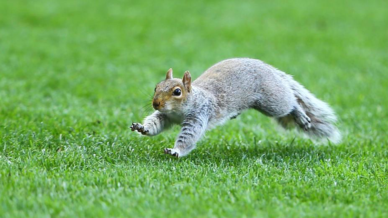 6 baby squirrels rescued after getting tails stuck together in Nebraska