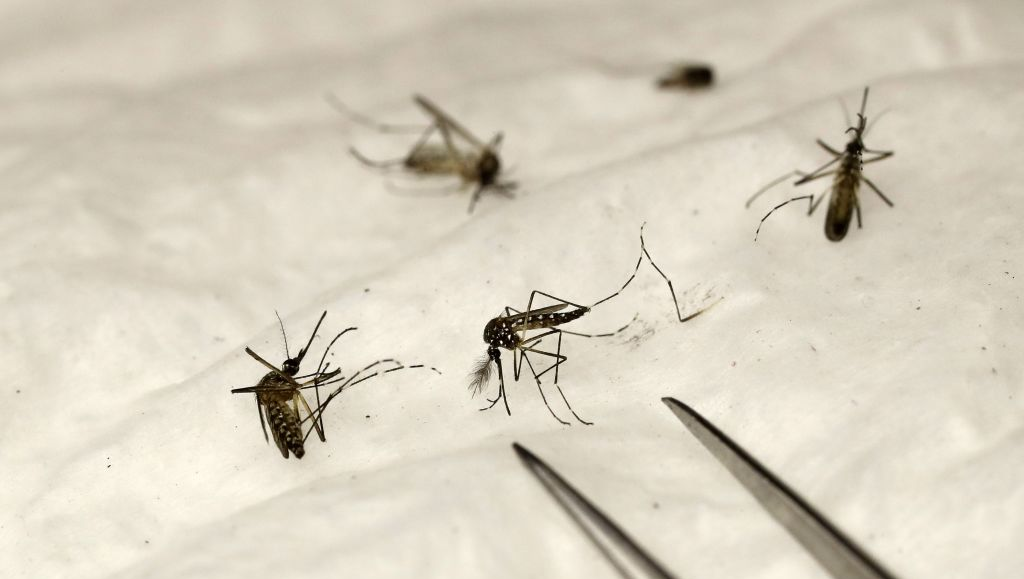 Scientists will battle mosquito population by releasing 20 million of