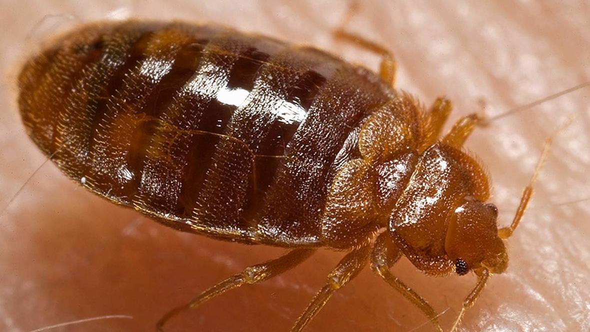 What bed bugs leave behind that can make you sick, even after they're