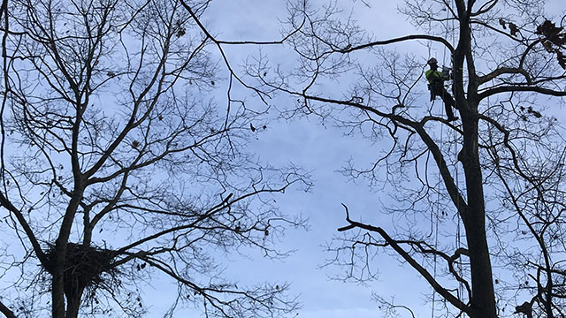 Upgraded webcam installed at Hays bald eagles' new nest