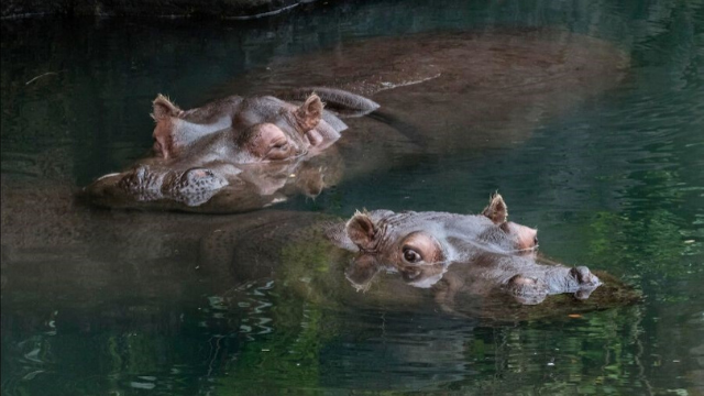 WILDSWANS PALM 藍染 Hippopotamus hq720.jpg?sqp=-