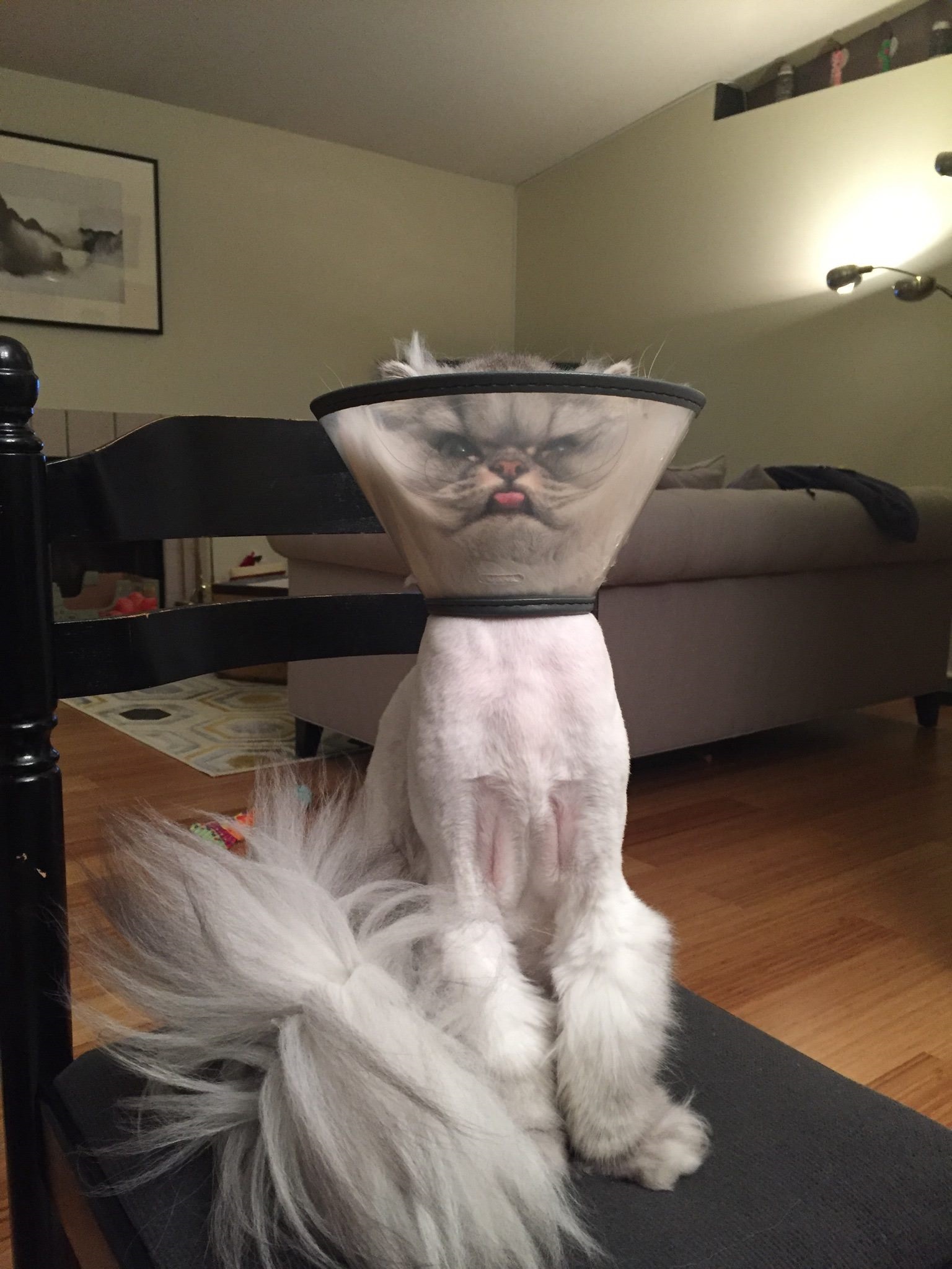 Cat's hatred for 'cone of shame' earns it viral fame Boston 25 News