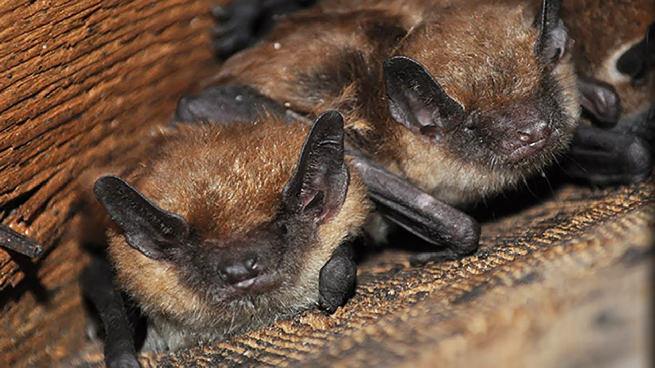 North Carolina commission says leave bats alone until July WSOC TV