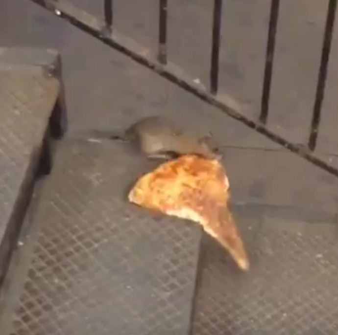 Video of New York 'Pizza Rat' goes viral