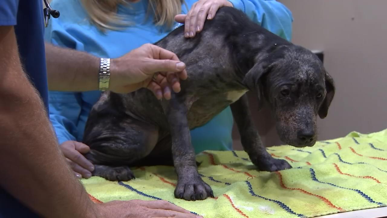 Old Wives Tale May Have Led To Horribly Neglected Dog S Condition Wsb Tv Channel 2 Atlanta