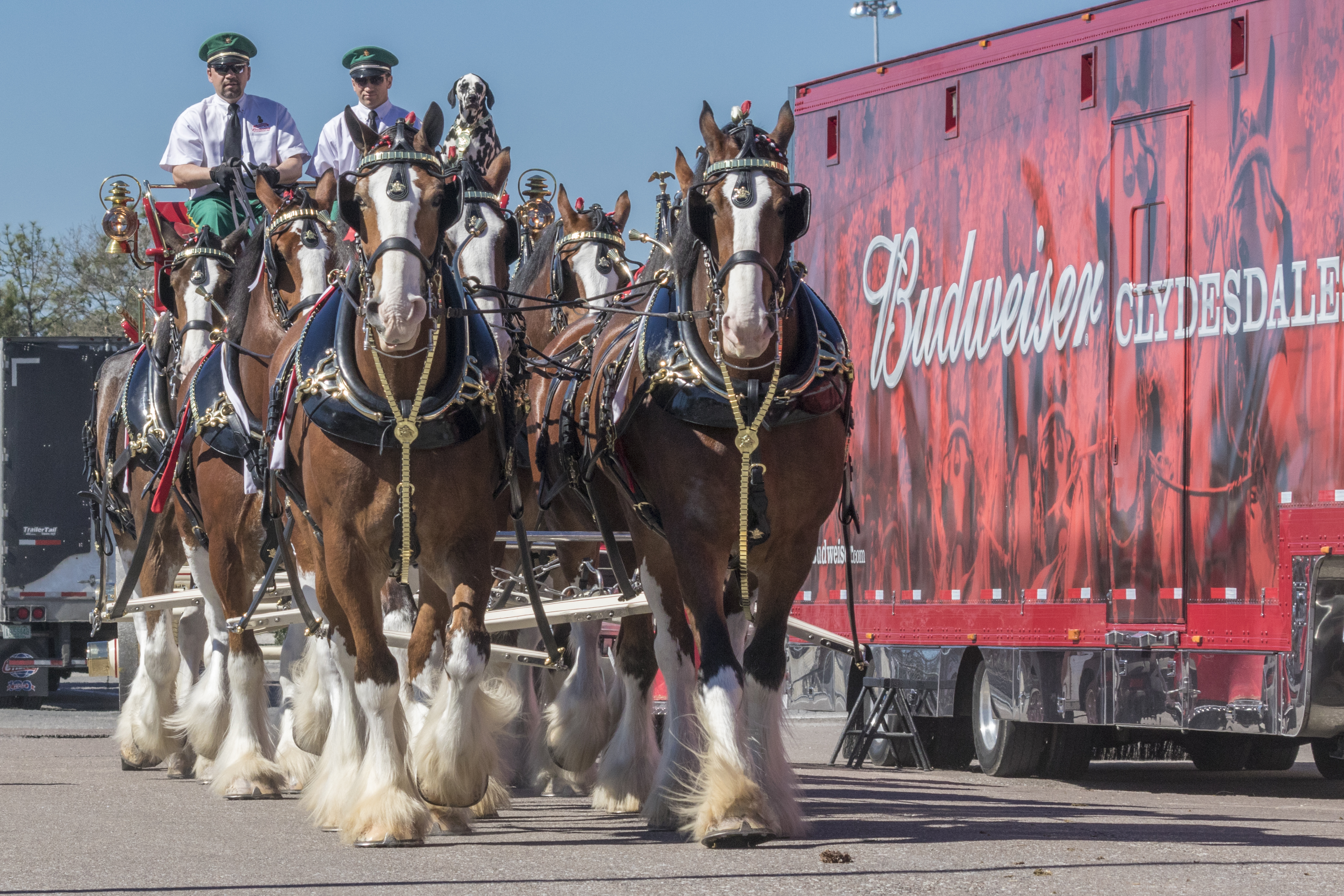 Budweiser Clydesdales to return to Jacksonville - Action News Jax, image size:4117x2745