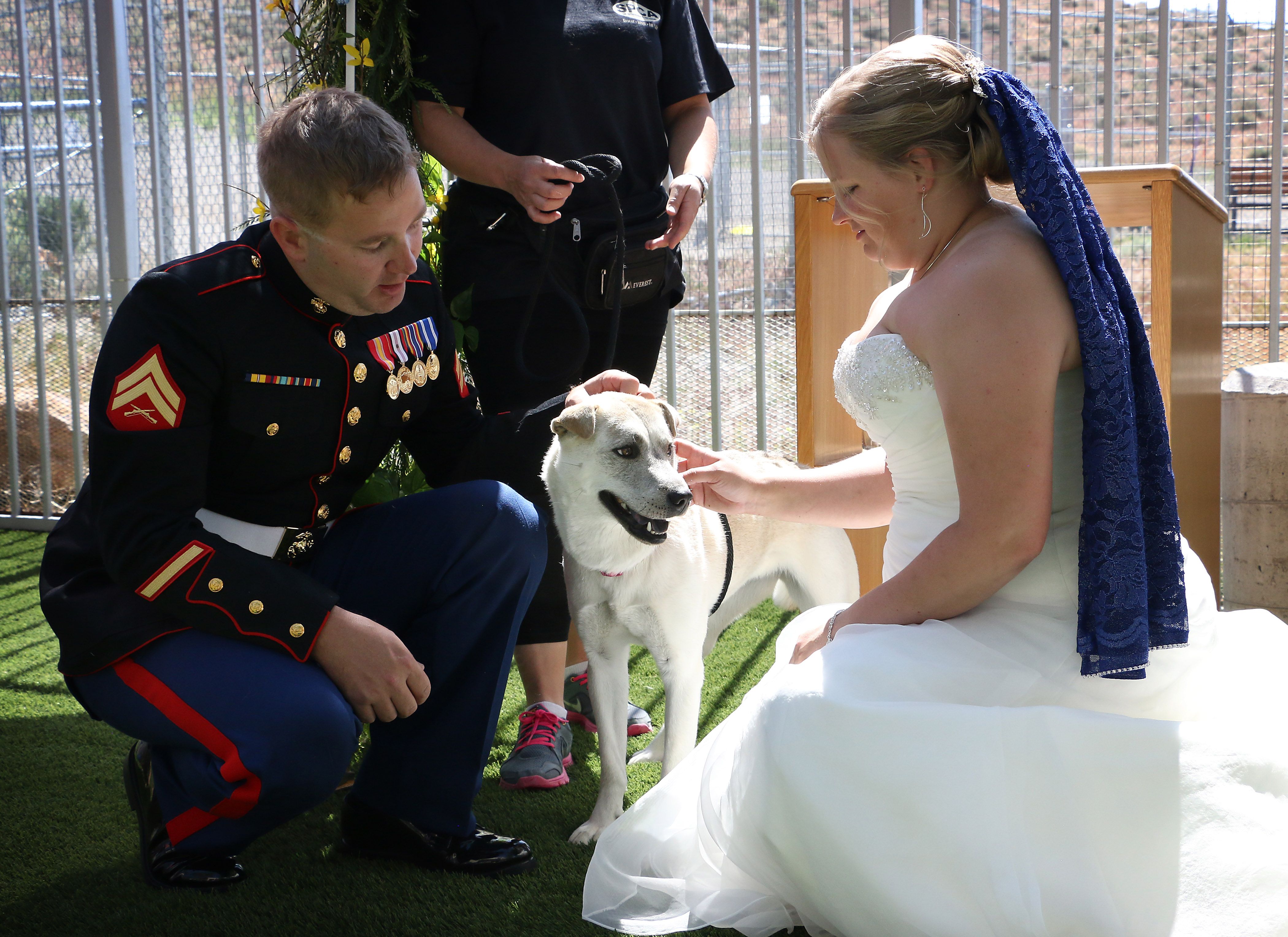 Newport News Spca Dogs - svpl8no