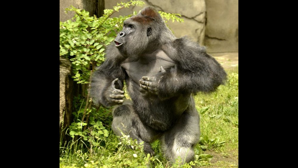 Slain gorilla tried to protect child, Florida primate expert says