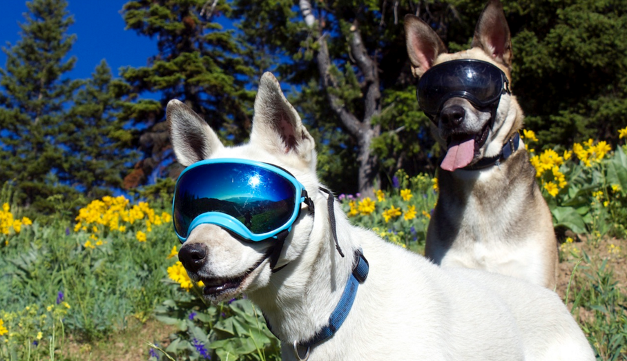 Dog goggles protect eyes with a stylish touch