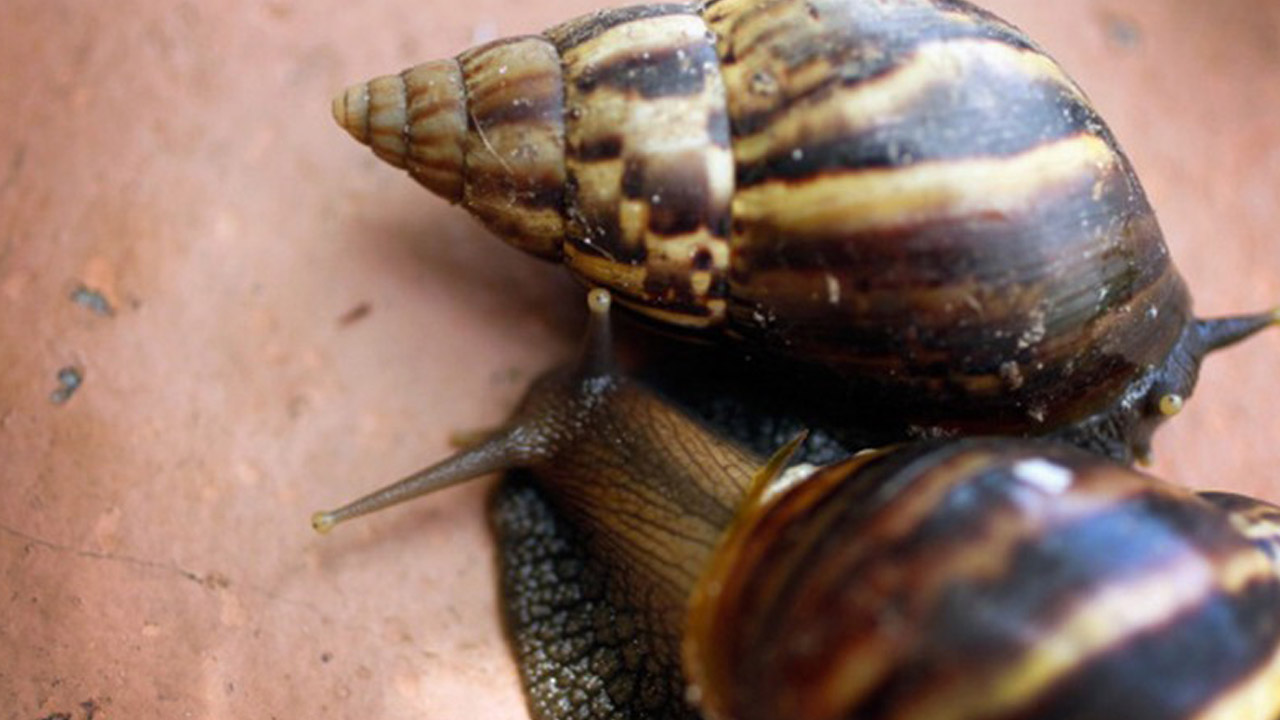 New beauty trend uses snails secretions WPXI