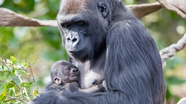Baby gorilla bonds with father for first time at Woodland