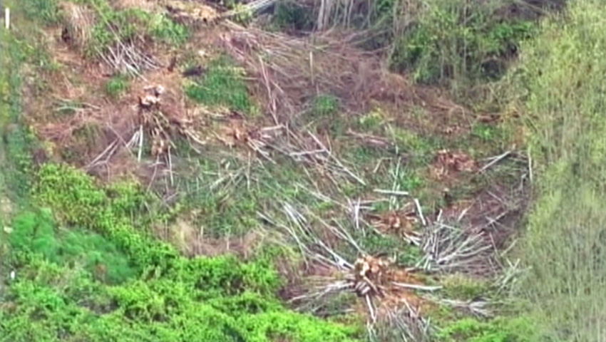 City sues 36 people in illegal tree cutting in West Seattle – KIRO 7 ...