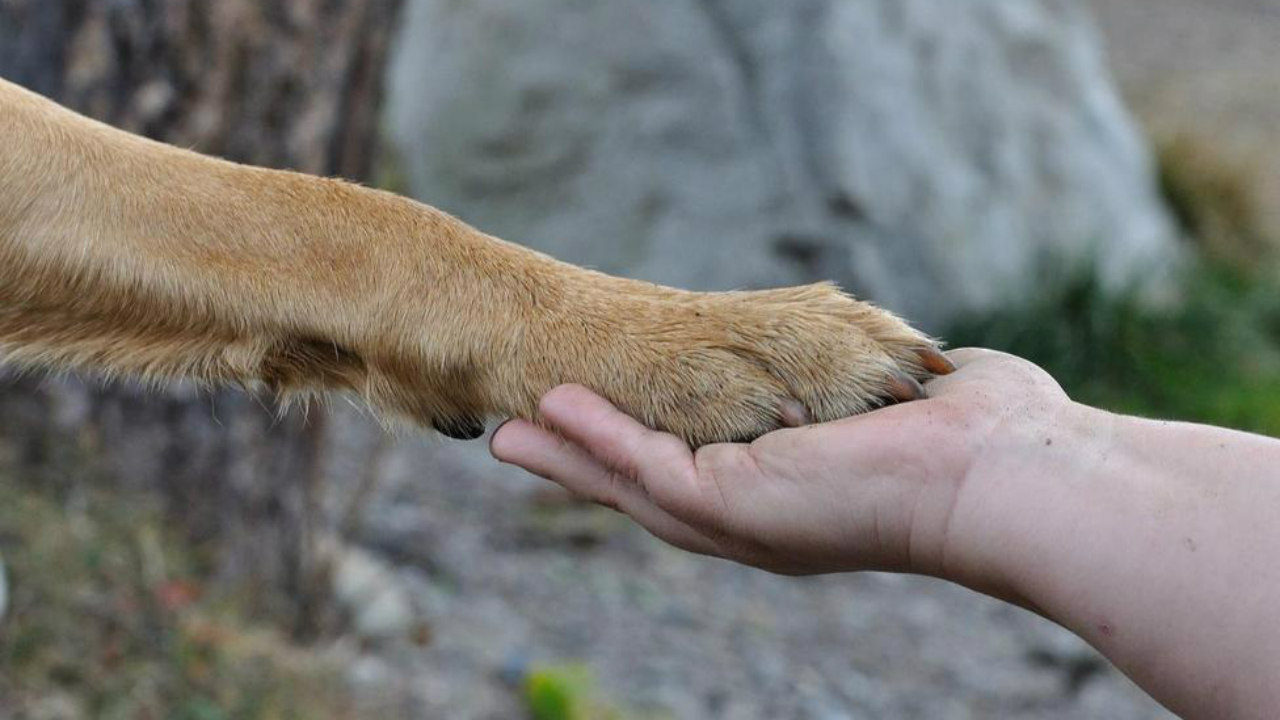 Famous Bush's Baked Beans dog, who played Duke in commercials, dies of